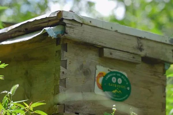 鉴定蜂蜜真假直播间,如何鉴定真假蜂蜜视频