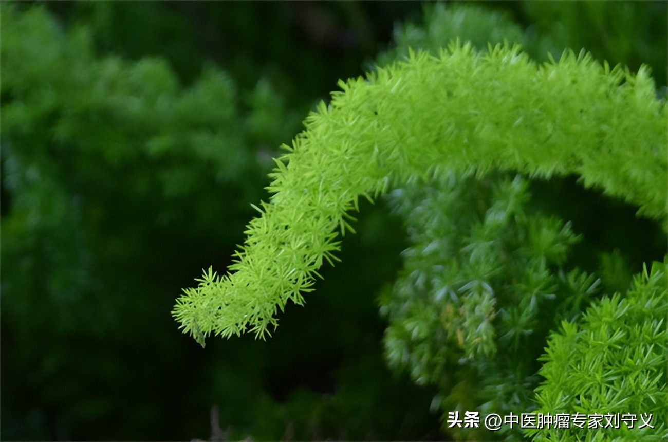 天冬食疗方,天冬配什么药材更有滋阴生津作用