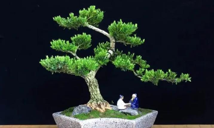 黄杨老桩盆景的养护方法,黄杨老桩不套袋怎么发芽