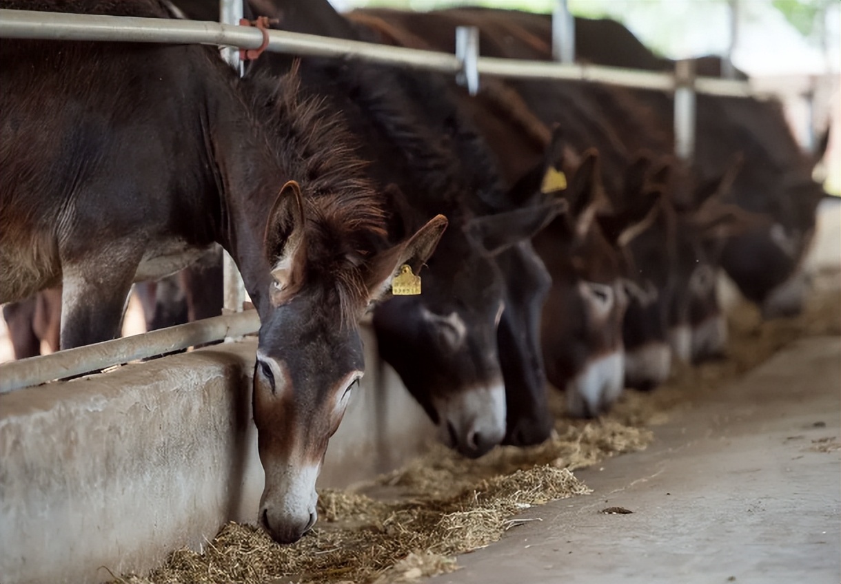 为何农村老一辈没有人搞养殖成功,家里人反对农村养殖