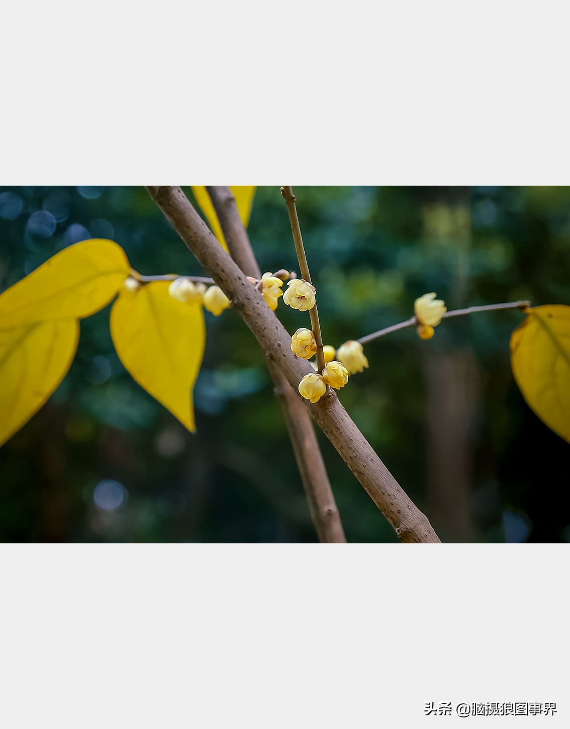 腊梅花特写怎么拍照好看,拍一枝腊梅花怎么拍出高级感