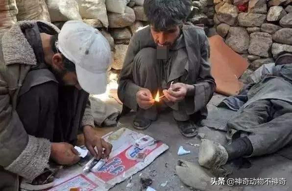 世界上最致命的毒蝎,致命毒蝎子