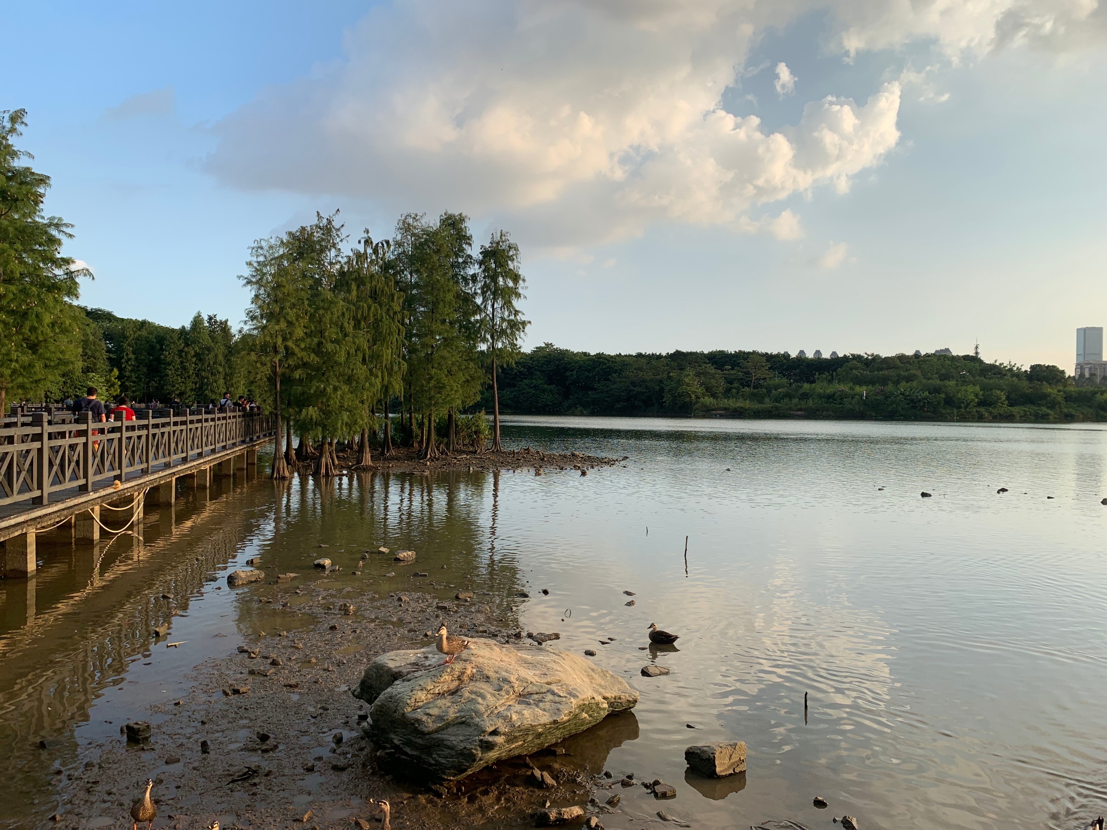 广州国庆假期一日游:南肾海珠湖国家湿地公园的最佳旅游攻略