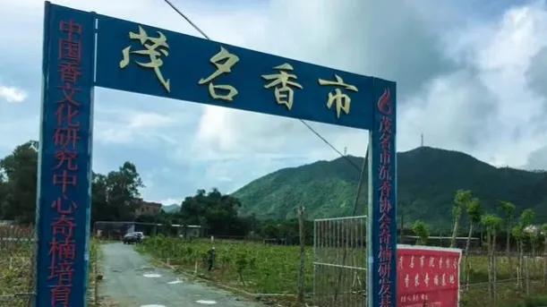 沉香文玩便宜吗,沉香手把件文玩