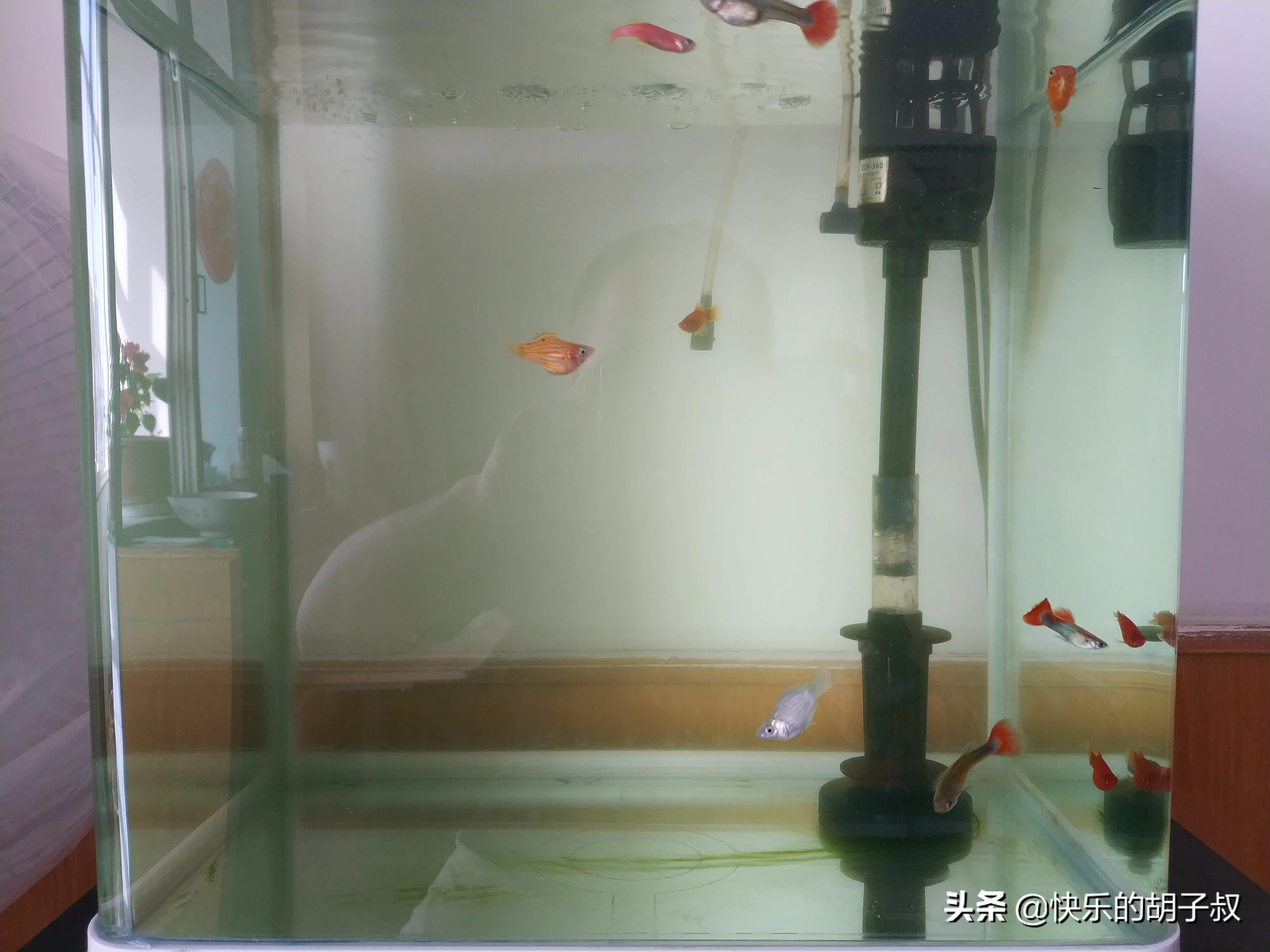 鱼缸除绿水的最好办法,鱼缸怎么除绿水啊