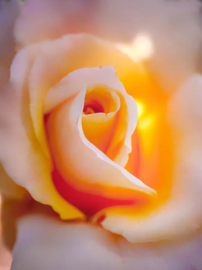 霓裳玫瑰花花语和寓意,各色玫瑰花的花语和寓意