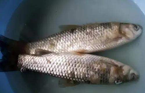 水霉烂尾是怎么造成的,水霉病害及治疗方法