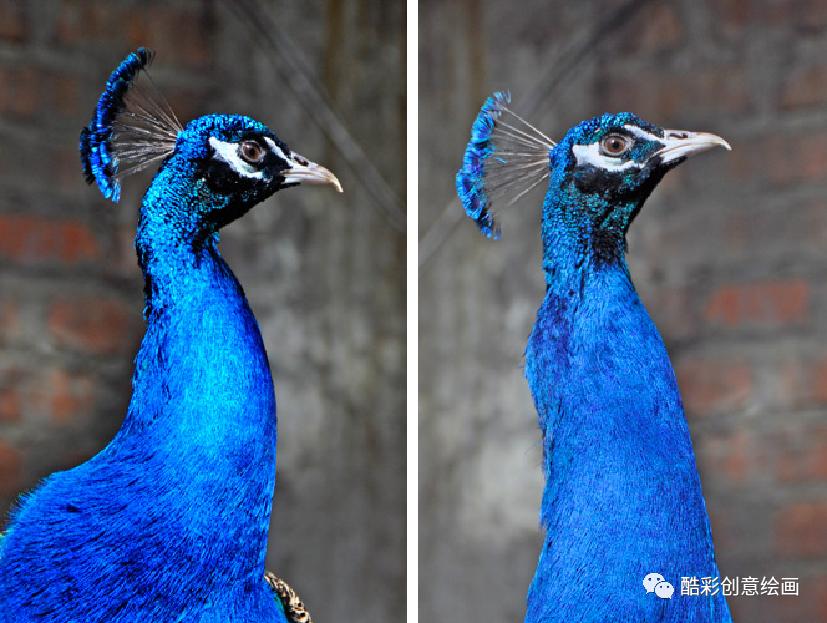 孔雀,孔雀王漫画全集