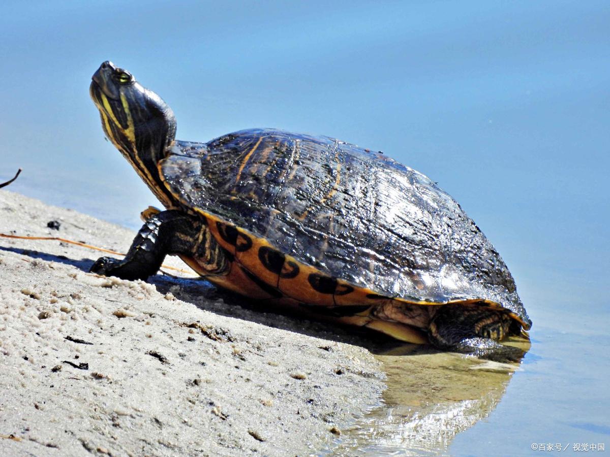 巴西龟取名巴神,巴西龟的特点和优点是什么