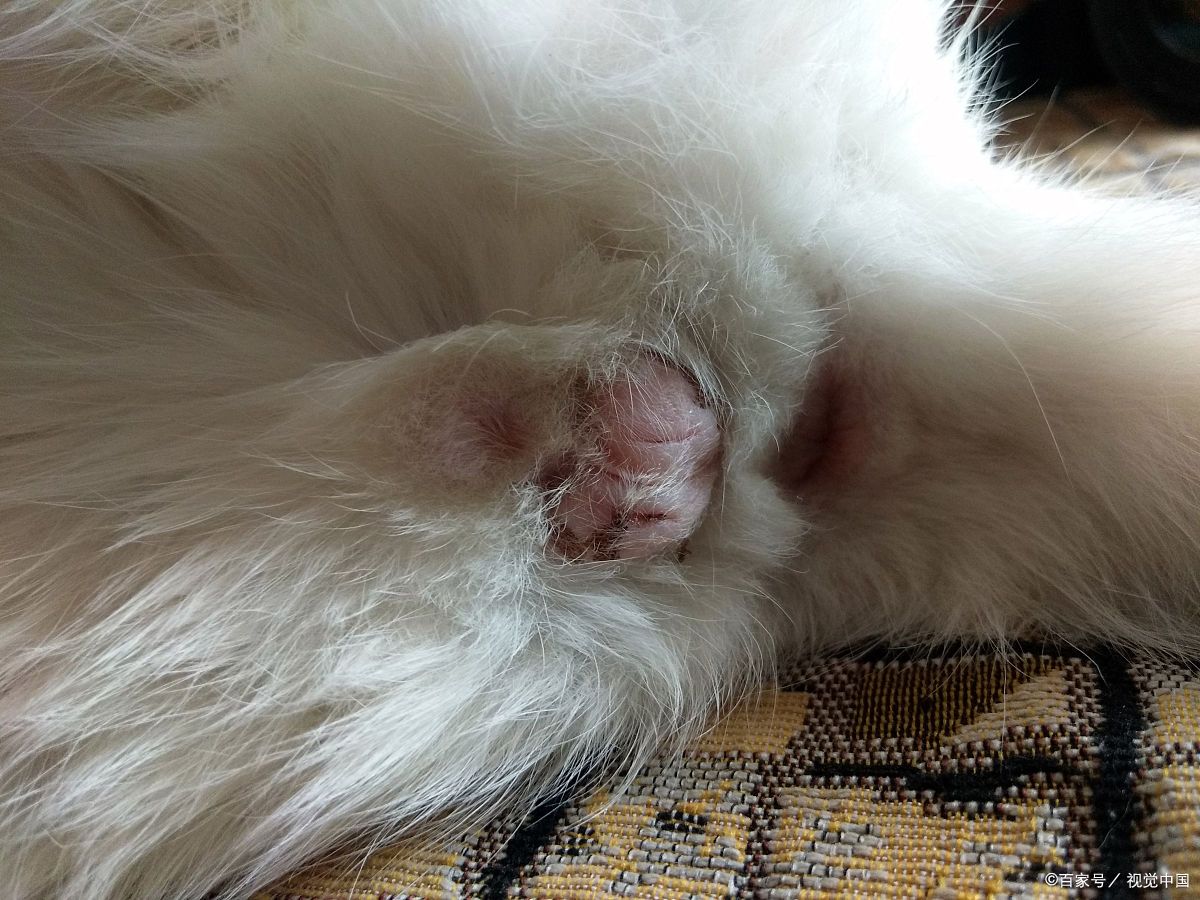 猫瘟护理,猫咪猫瘟后腿无力走路不稳