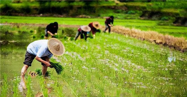 农村致富经2023新商机,8个农村创业致富的好项目