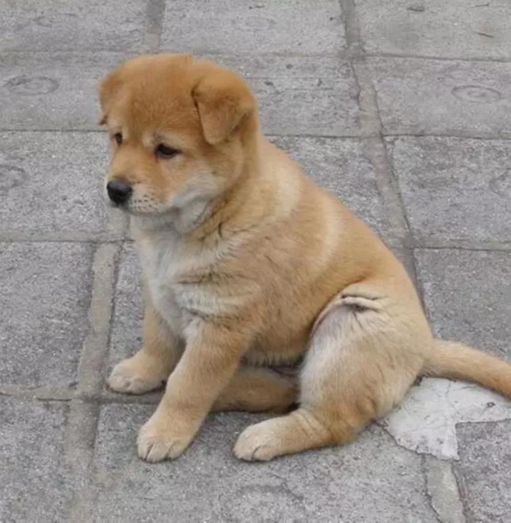 越养越脏的狗,越养越不对劲的动物外国