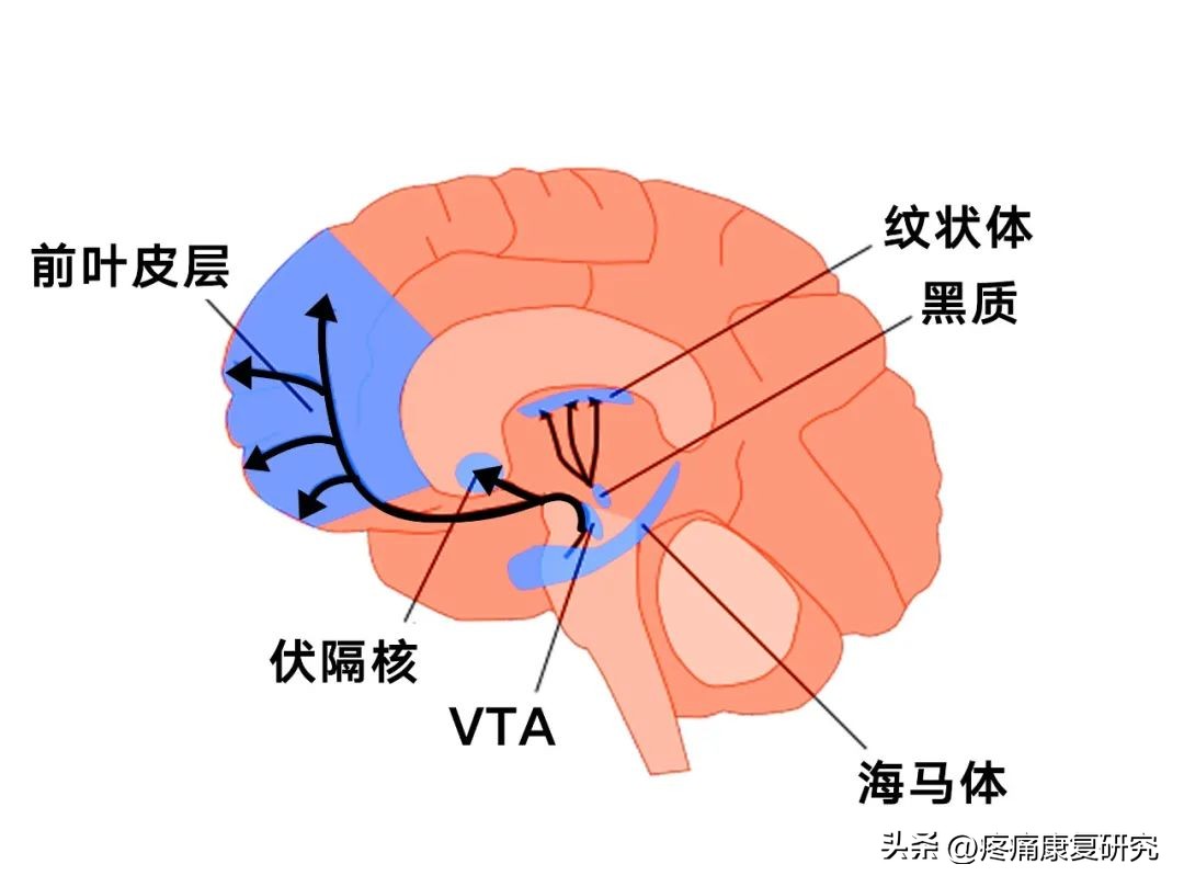 针灸止痛的原理图,针灸镇痛已被国际公认