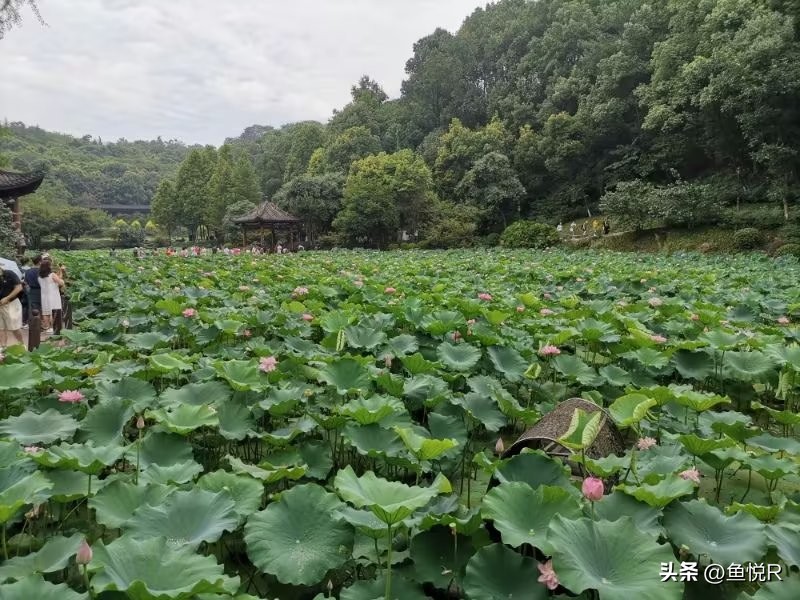 大暑到哪儿玩,大暑天气出来旅游
