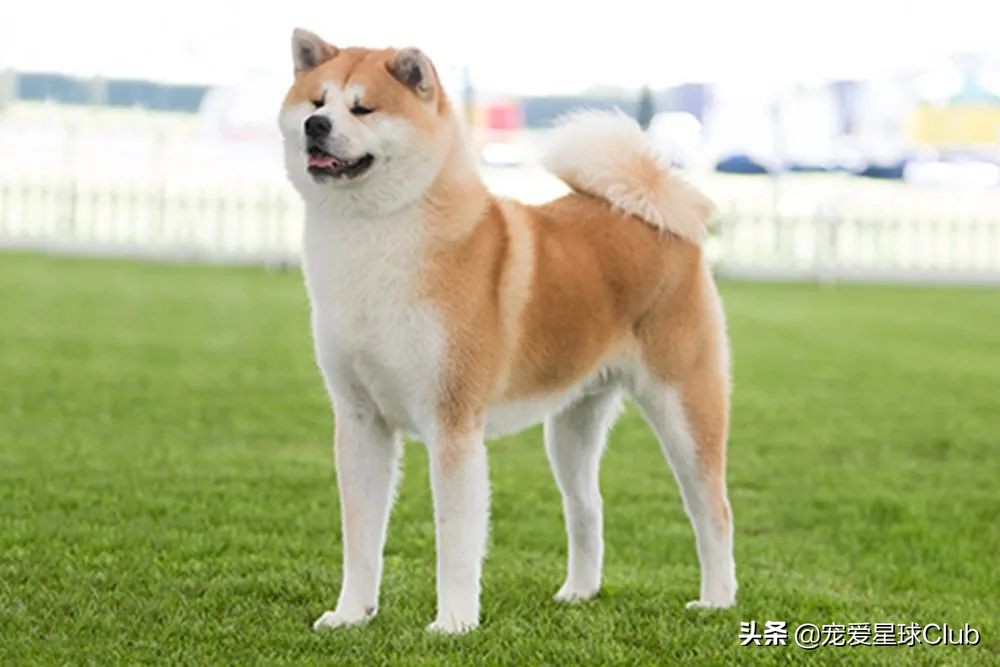 日本忠犬秋田犬,秋田犬最讨人喜欢的狗