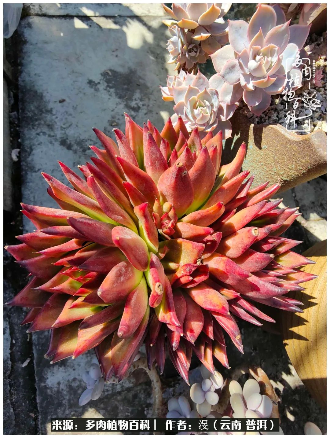 云南的冬天没有云！养肉七年，不谈得失，只论陪伴！