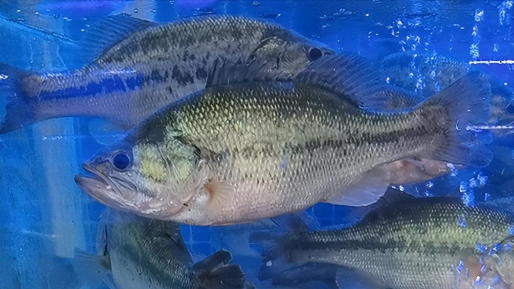 新鲜海鲜店加盟店排行榜,新鲜海鲜加盟连锁店