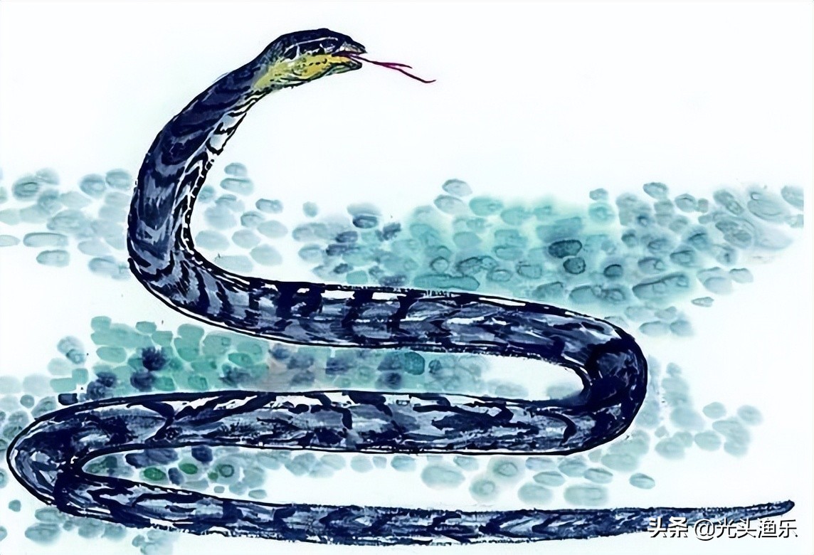 蚺蛇和巨蟒谁大,为什么蟒蛇有的又叫蚺