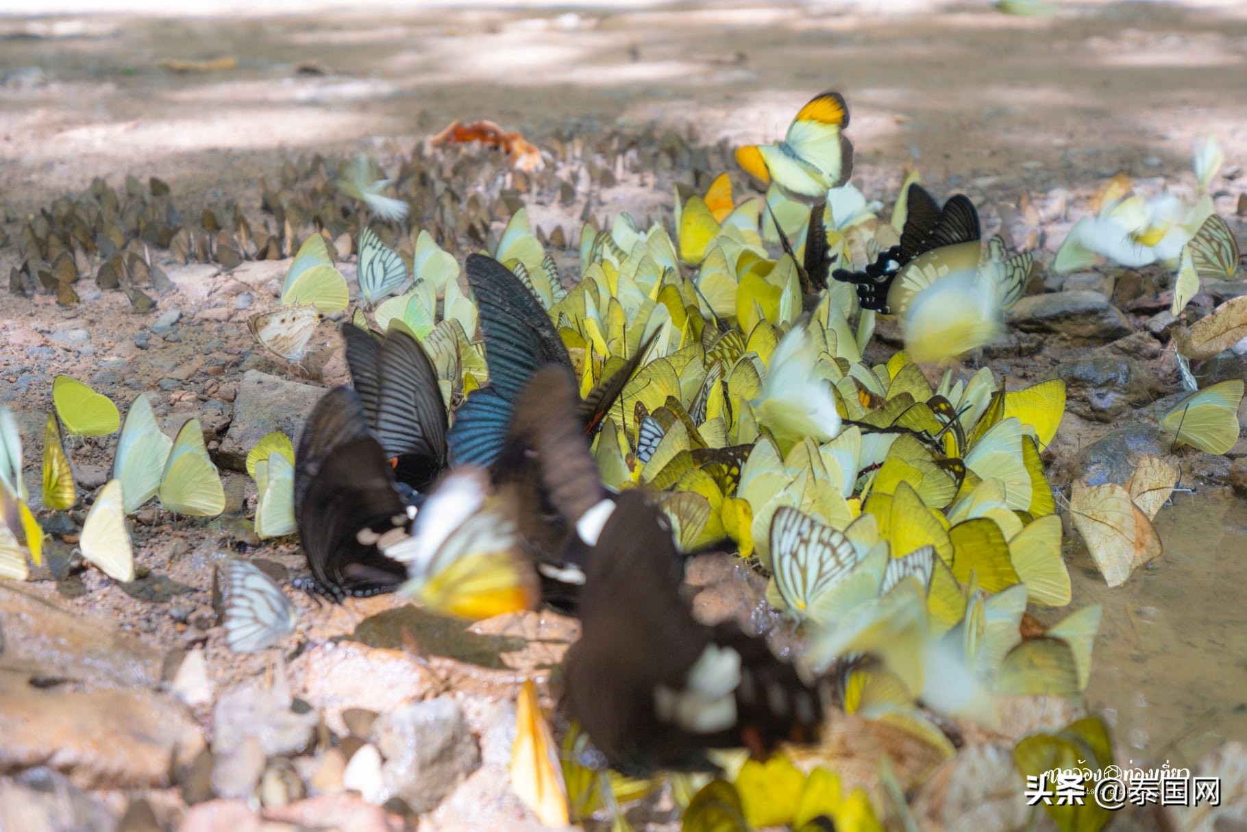 泰国岗卡章国家公园,泰国岗卡章图片