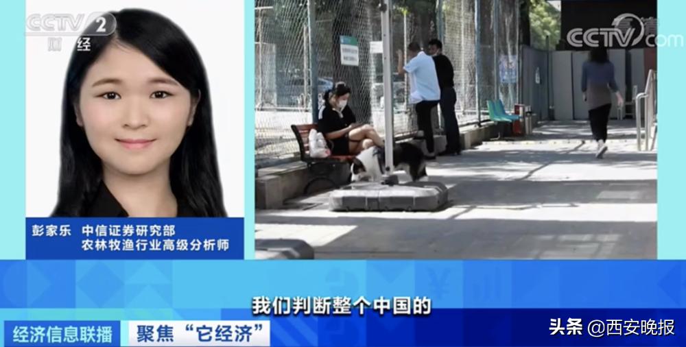 1个视频就能赚几十万元？！“它经济”火了