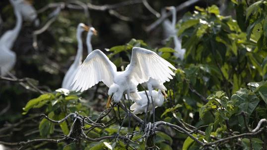 哪里能买到佳能rf800mmf5.6定焦镜头,佳能rf600与佳能rf800mm对比图