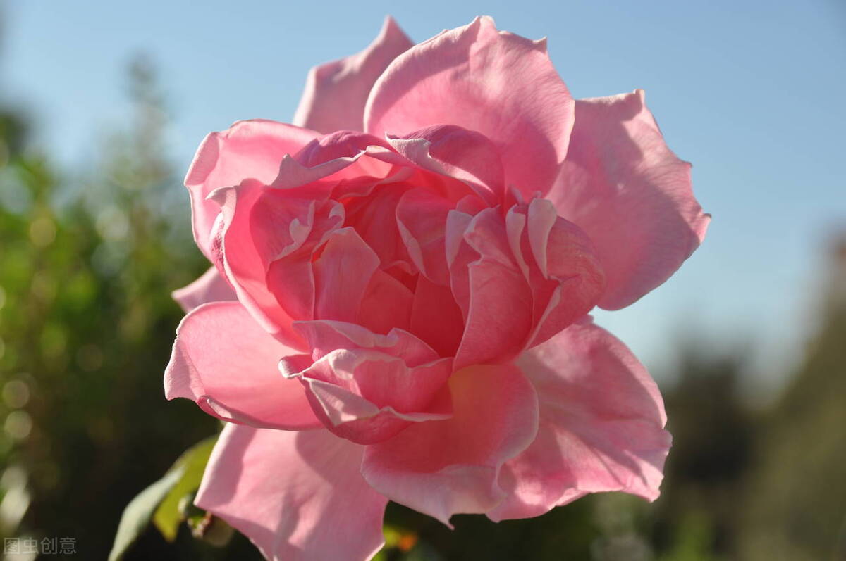 魑魅和魍魉是什么,魑魅魍魉什么区别