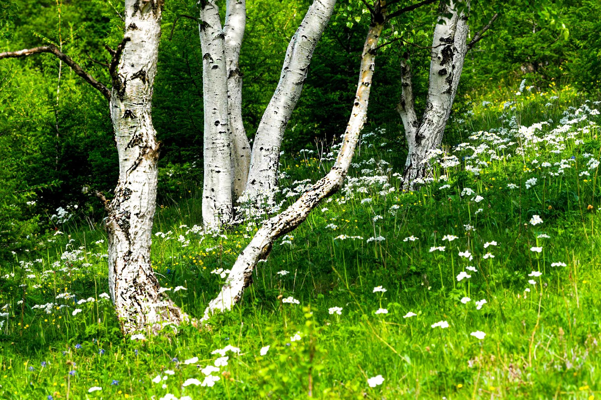 天路丰宁坝上草原自驾游攻略,去坝上草原天路的攻略