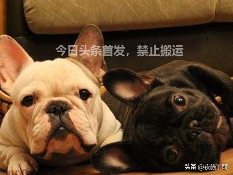 狗狗打针后的硬块一直不消,狗打针脖子上有硬块最有效方法