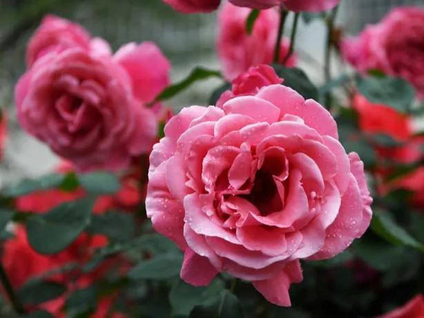 2024年属兔的买什么花招财呢,2022年属兔的人养什么植物最旺