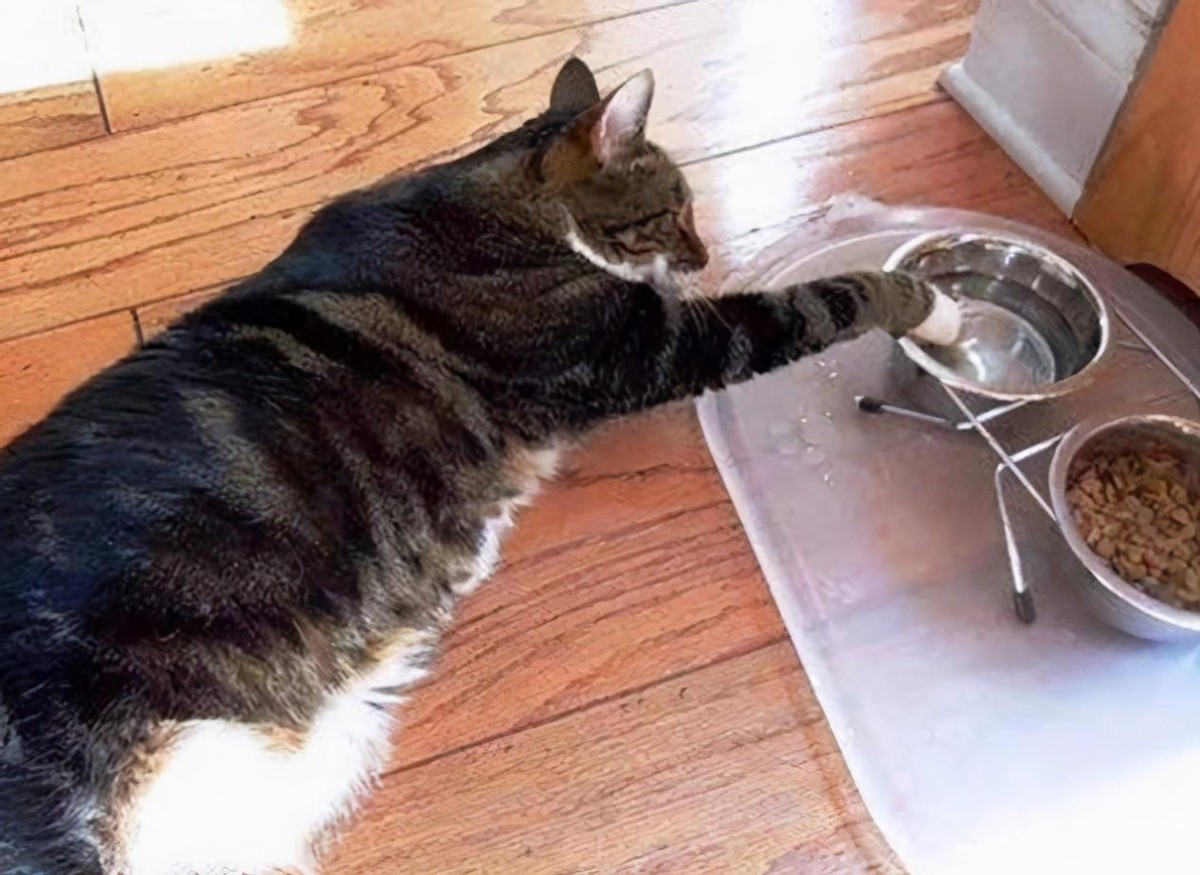 夏天到了猫咪怕热怎么办,夏天到了小猫咪该怎样生活