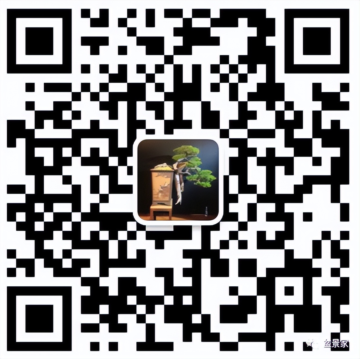 柏树小苗多少钱一棵 (柏树一棵大概得卖多少钱)