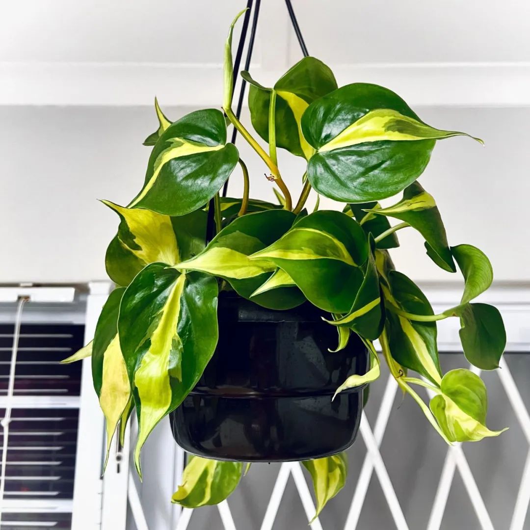 适合家养的花卉盆栽绿植,好养的绿植推荐一下盆栽