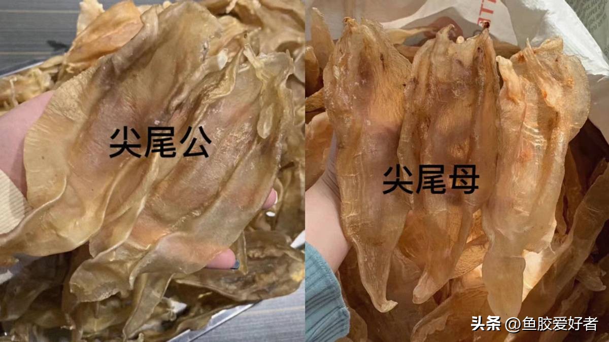 北海胶和大口胶怎么选择,北海公胶和墨西哥胶哪种好