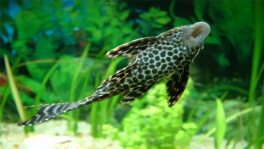 鱼缸养鱼需要准备哪些工具,适合鱼缸饲养的小型鱼