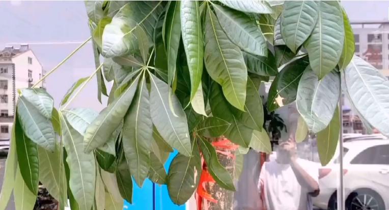 发财树叶子生病虫害打什么药,发财树有病虫害怎么处理