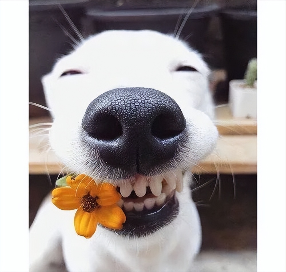 狗狗掉牙注意什么,狗狗掉牙的处理方法