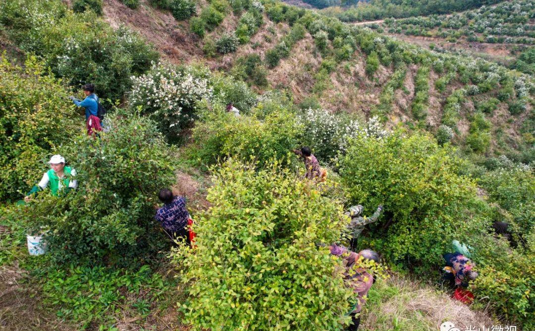 美丽的光山美景,光山县万亩油茶