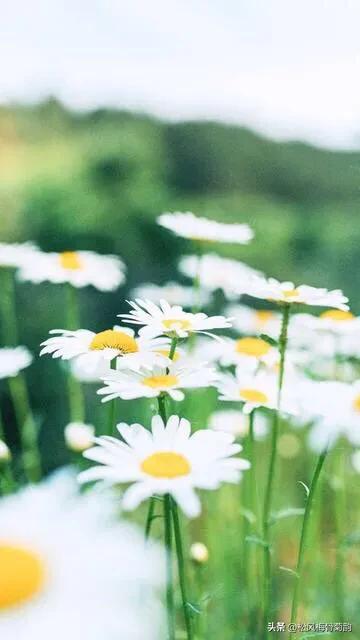 地上的花开万紫千红,心中有花香人生四季皆风景