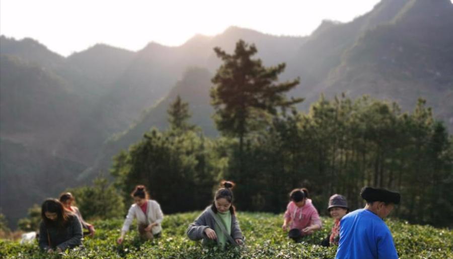 古丈毛尖大赛节目表,古阳河古丈毛尖怎么样