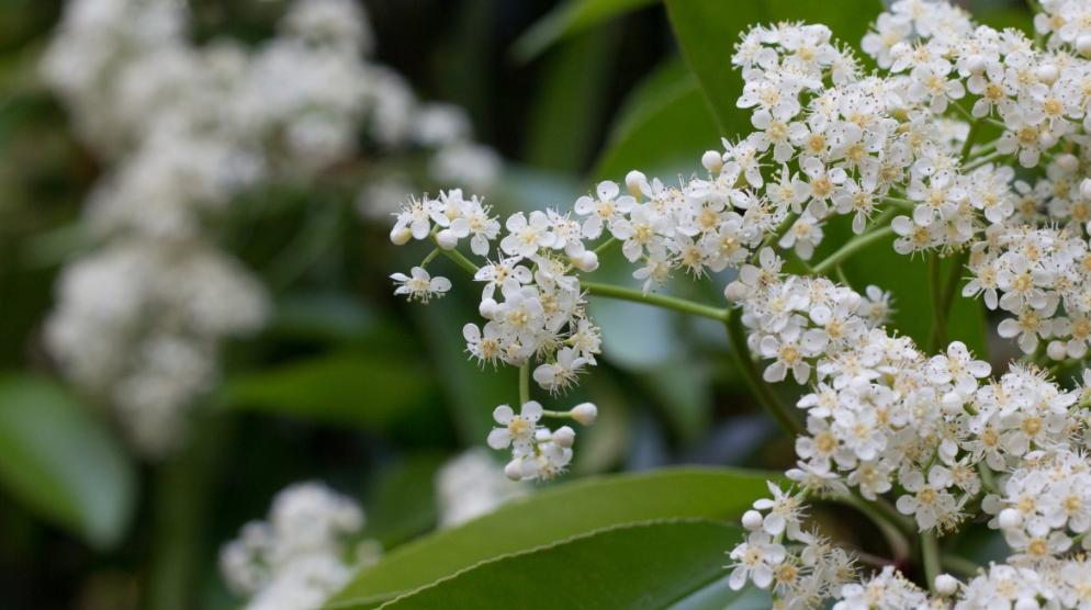 石楠冬日花开诗句,红叶石楠花诗句