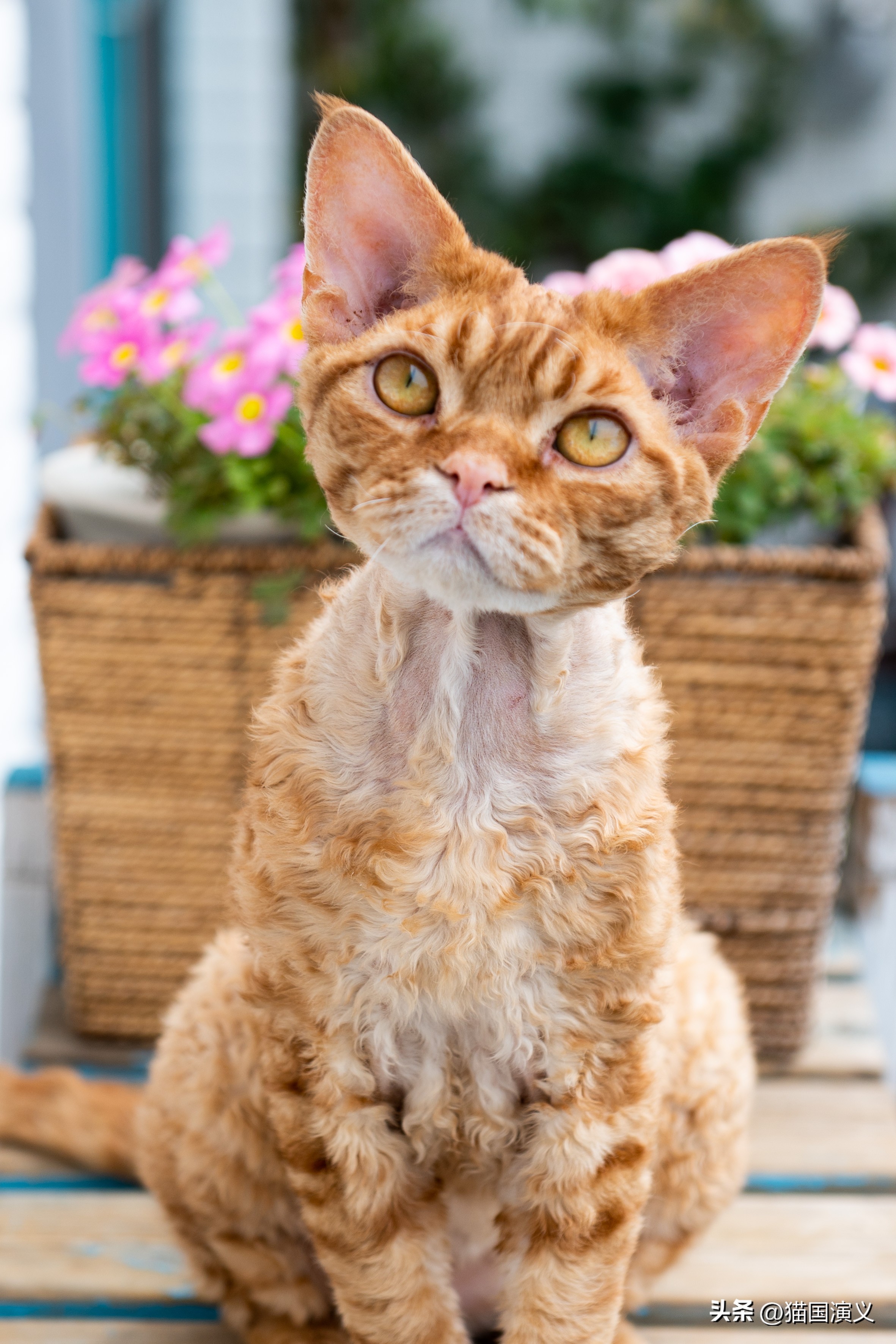 酢浆草和三叶草有什么区别,德文卷毛猫跟狸花猫配