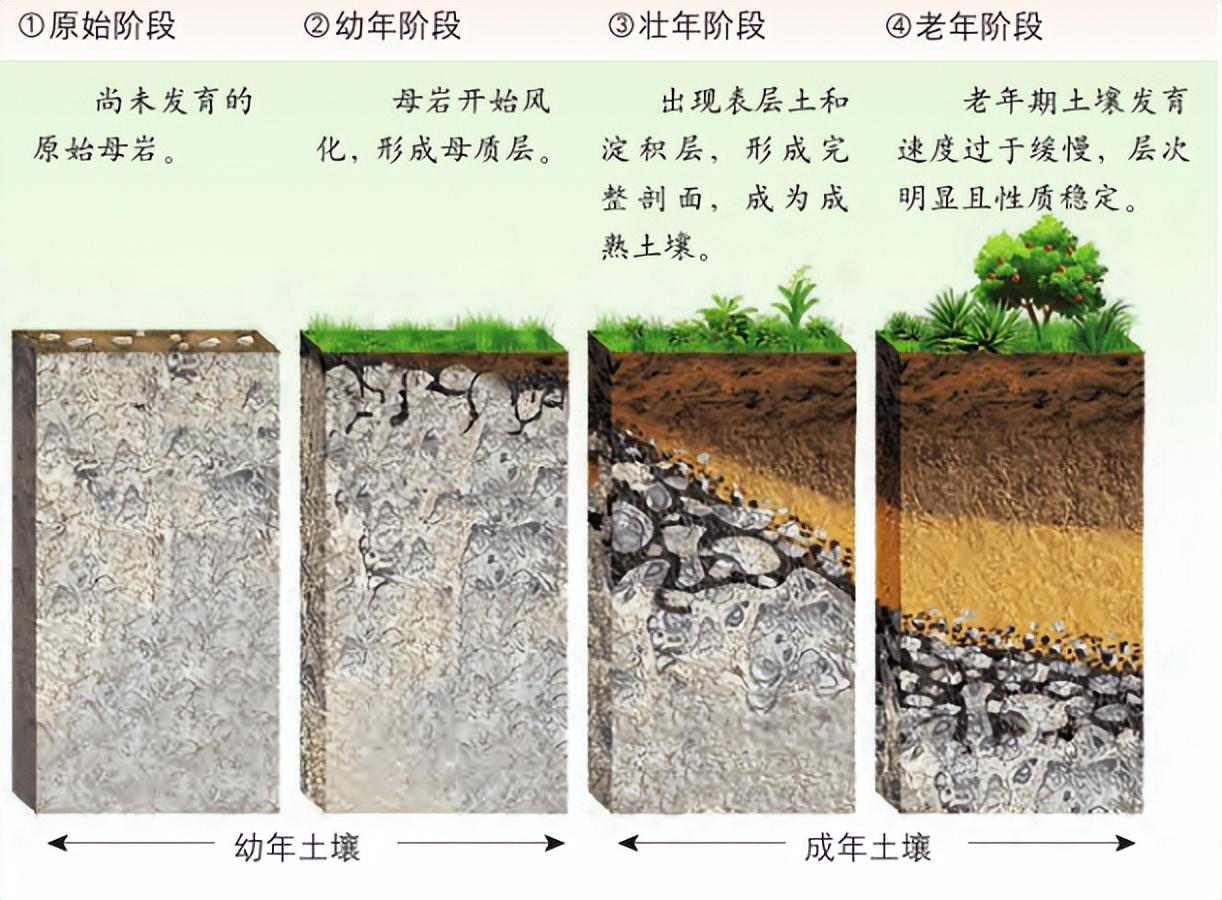 谁在砸中国人饭碗？200万年形成的“土中熊猫”，被4元贱卖给美日