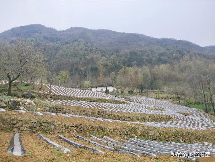 镇安县米粮镇：种好“黄金叶”奏响振兴曲