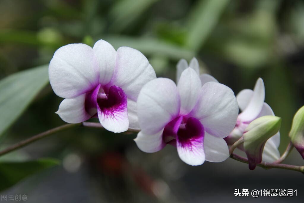 分享美图图片,紫罗兰花写实风图片