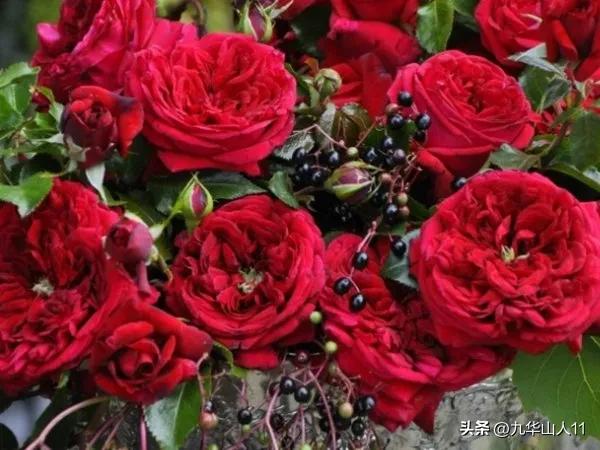 藤本月季品种列表,小型的藤本月季品种