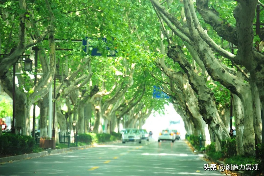 一花一草一世界原创花草,一花一草一世界花草之美