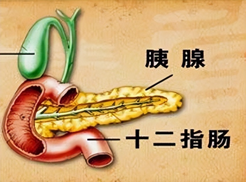 上腹部疼如何区分胃病和胰腺癌,胃痛不一定都是胃病要警惕胰腺癌