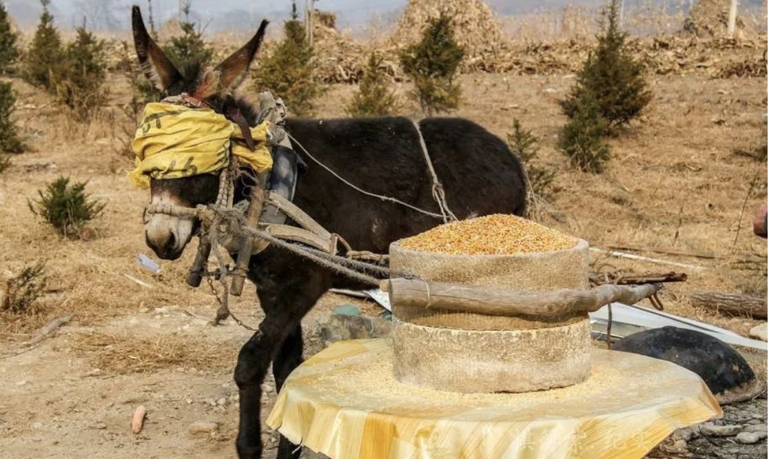 为什么马永远无法取代驴子的地位,马和驴各有什么特点