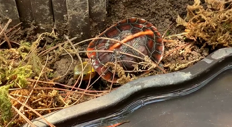 黄缘龟三年90克能分辨出公母吗,三年左右黄缘龟公母怎么区分