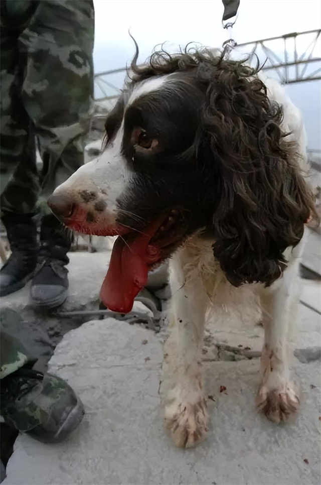 汶川地震搜救的事件,汶川地震惨烈救援人员回忆哭了